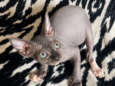 F1 Sphynx - Sphynx - Gallery Photo #1