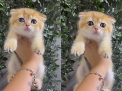 Cocoo - Scottish Fold - Gallery Photo #1