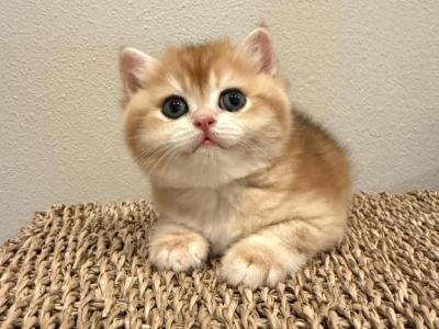 Golden - British Shorthair - Gallery Photo #1