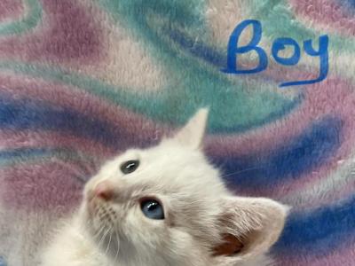 Mollys Kitties - Domestic - Gallery Photo #1