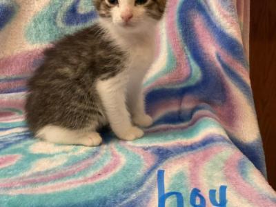Mollys Kitties - Domestic - Gallery Photo #1