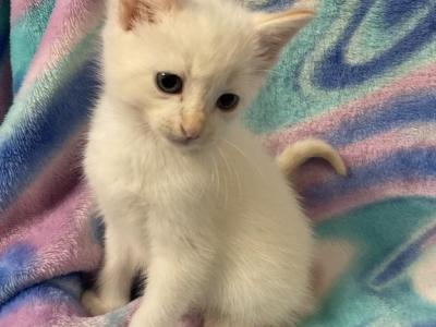 Flame Molly - Siamese - Gallery Photo #1
