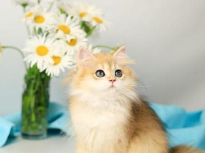 Santana - British Shorthair - Gallery Photo #1