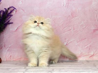 Azalia - British Shorthair - Gallery Photo #1