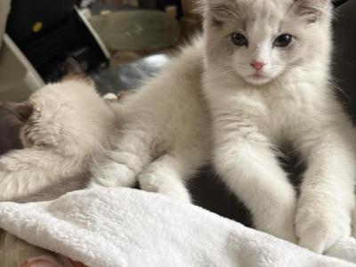 Gaston - Ragdoll - Gallery Photo #1