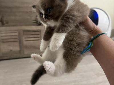Sepiaboy - Ragdoll - Gallery Photo #1