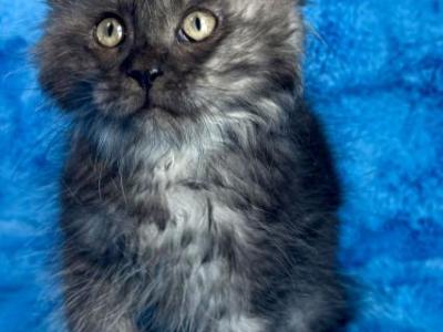 Stormy - Maine Coon - Gallery Photo #1