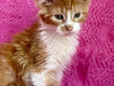 Starla - Maine Coon - Gallery Photo #1