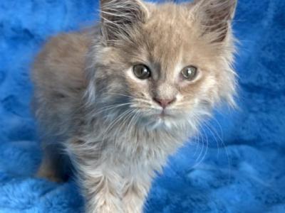 Haze - Maine Coon - Gallery Photo #1