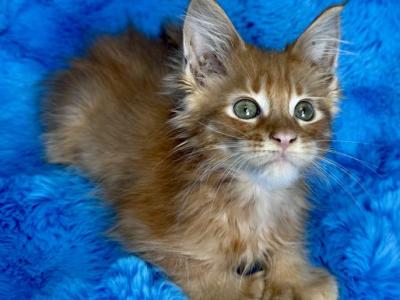 Max - Maine Coon - Gallery Photo #1