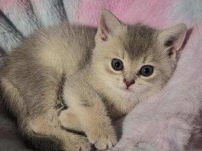 Luffy - British Shorthair - Gallery Photo #1