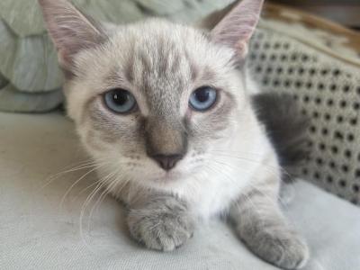 Oliver - Munchkin - Gallery Photo #1
