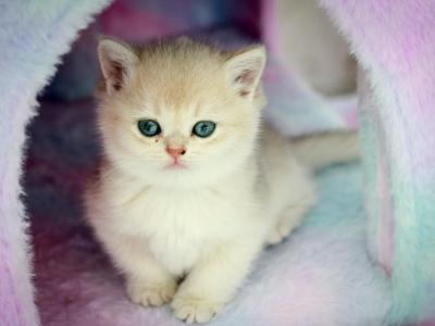 Lucy - British Shorthair - Gallery Photo #1