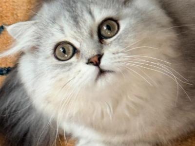 Blizzard - Scottish Fold - Gallery Photo #1