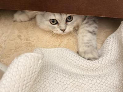 Blizzard - Scottish Fold - Gallery Photo #1