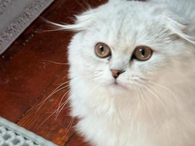 Lily Dot - Scottish Fold - Gallery Photo #1