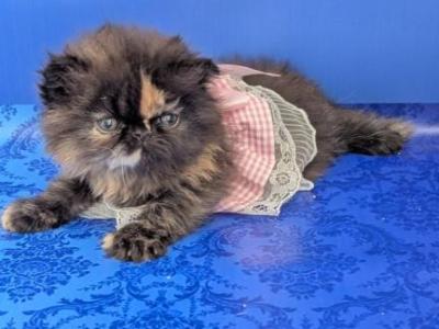 Savana - Persian - Gallery Photo #1