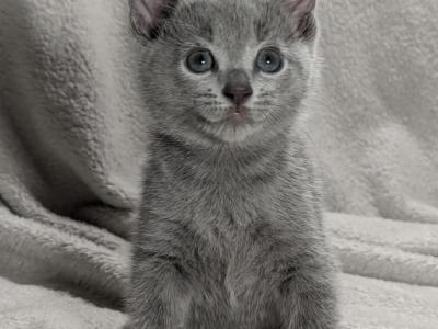 Motya - Russian Blue - Gallery Photo #1