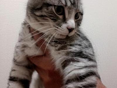 Ice Cube - Maine Coon - Gallery Photo #1