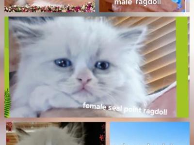 Noname24 - Ragdoll - Gallery Photo #1