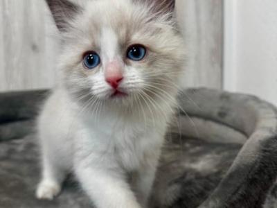 Amie - Ragdoll - Gallery Photo #1