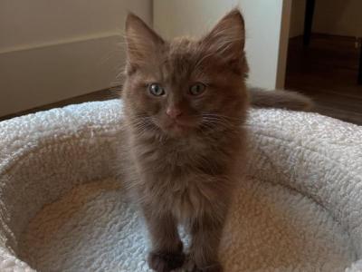 Authur - Ragdoll - Gallery Photo #1
