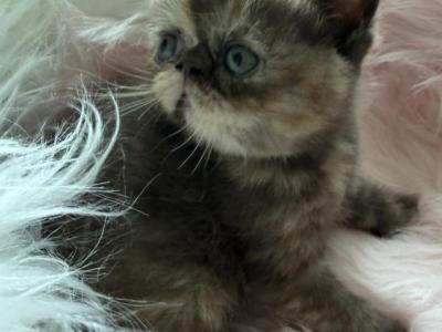 Exotic Walkie Tortie - Exotic - Gallery Photo #1