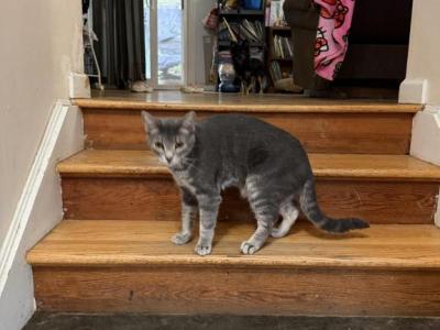Stormy - Domestic - Gallery Photo #1