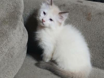 Luca Available & Chet SOLD - Ragdoll - Gallery Photo #1