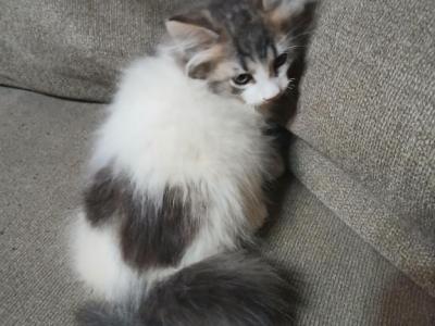 Paxton - Ragdoll - Gallery Photo #1