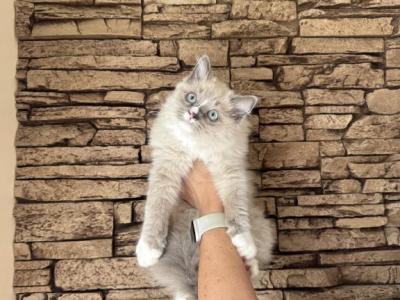 Female Ragdoll Kitty - Ragdoll - Gallery Photo #1
