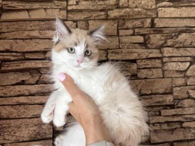 Female Kitty - Ragdoll - Gallery Photo #1