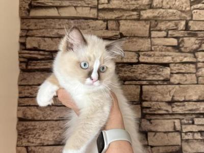Female Ragdoll Kitten - Ragdoll - Gallery Photo #1