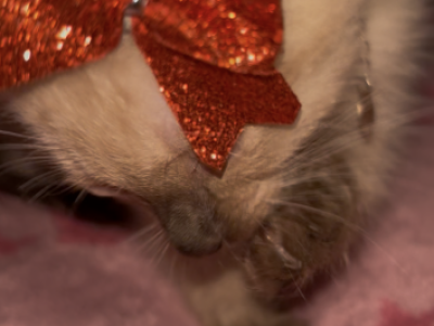 Siamese - Siamese - Gallery Photo #1