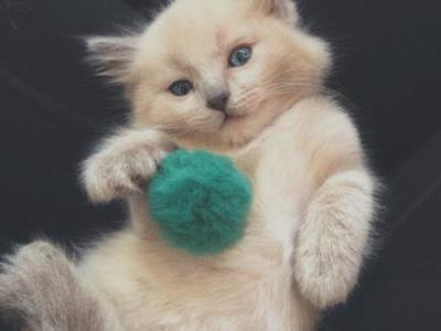 Narma - Ragdoll - Gallery Photo #1