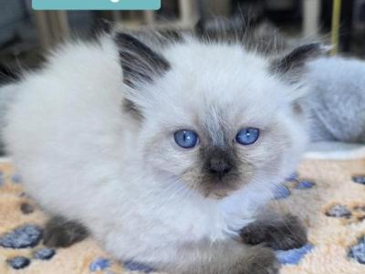 Ragdoll Kittens - Ragdoll - Gallery Photo #1