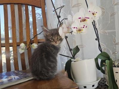 Blue Maine Coon Boy - Maine Coon - Gallery Photo #1