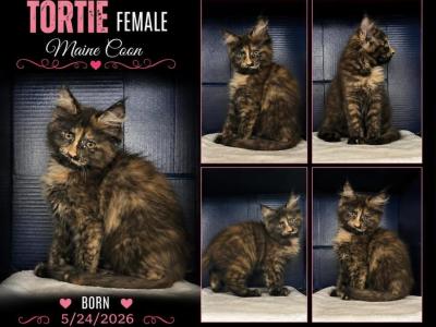 Sassy's Tortie - Maine Coon - Gallery Photo #1