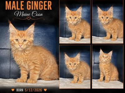 Stormy Ginger 1 - Maine Coon - Gallery Photo #1