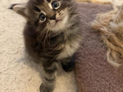 Dark Brown And Black Male - Maine Coon - Gallery Photo #1