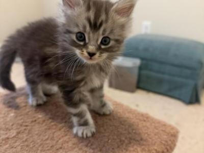 Silver Tabby Male - Maine Coon - Gallery Photo #1