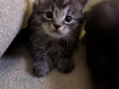 Tabby Polydactyl Male - Maine Coon - Gallery Photo #1