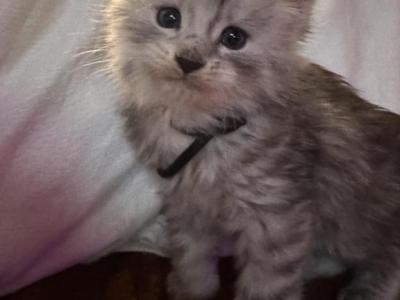 Orion - Maine Coon - Gallery Photo #1