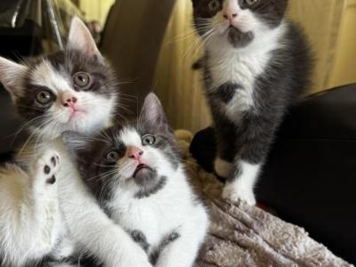 Fredrick - Persian - Gallery Photo #1