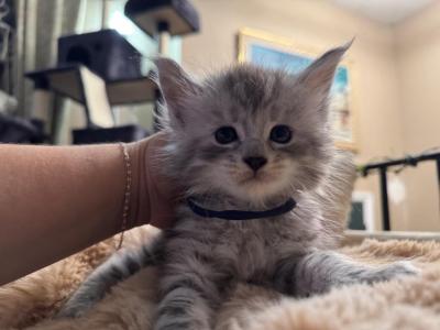 Apollo - Maine Coon - Gallery Photo #1