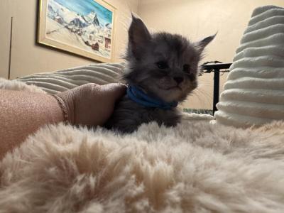 Atlas - Maine Coon - Gallery Photo #1