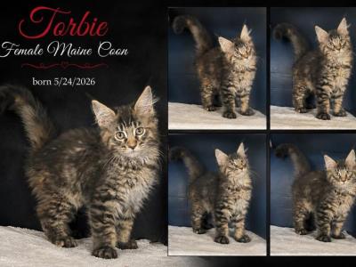 Sassy's Torbie - Maine Coon - Gallery Photo #1