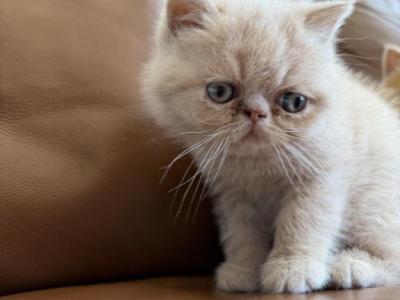 Exotic Shorthair Persian Fluffball - Exotic - Gallery Photo #1