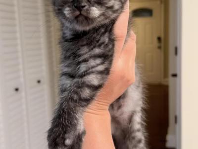 Luna - Scottish Fold - Gallery Photo #1