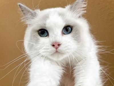 Gina - Ragdoll - Gallery Photo #1